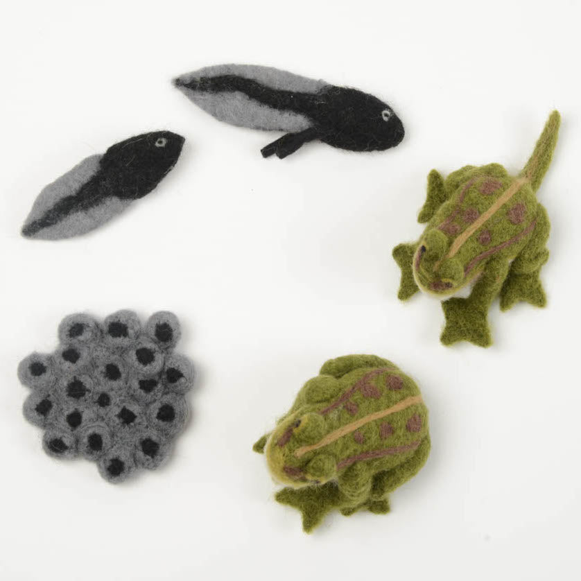 Life Cycle Frog Kit
