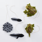 Life Cycle Frog Kit