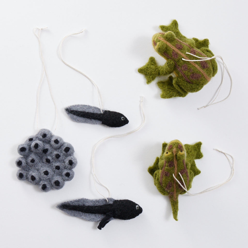 Life Cycle Frog Kit