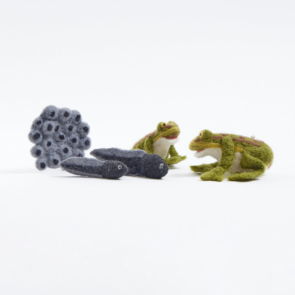 Life Cycle Frog Kit