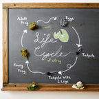 Life Cycle Frog Kit