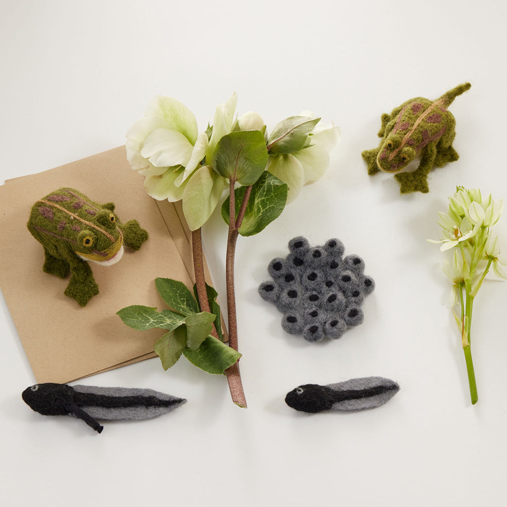 Life Cycle Frog Kit