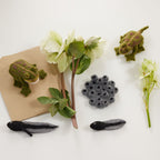 Life Cycle Frog Kit