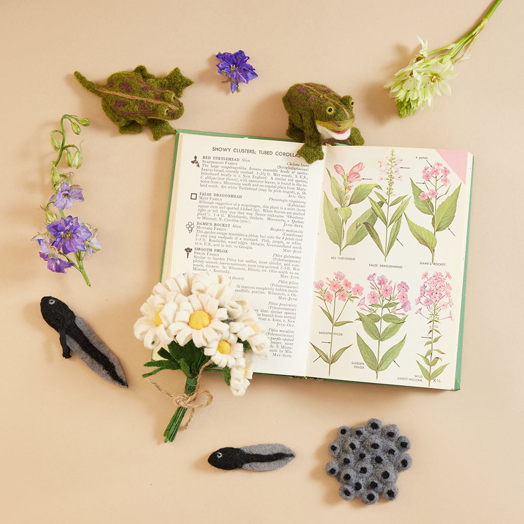 Life Cycle Frog Kit
